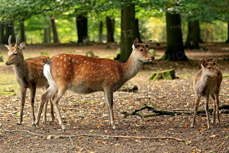 Sika Deer (Cervus nippon)