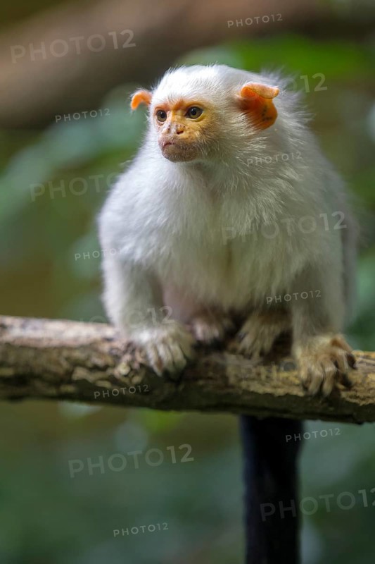 Silvery Marmoset (Callithrix argentata