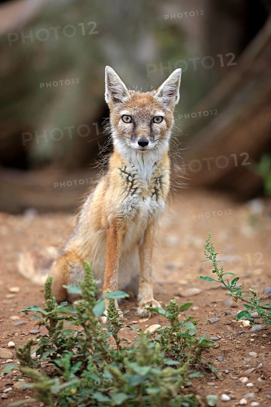 Corsac Fox (corsac vulpes)
