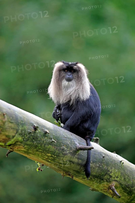 Lion-tailed Macaque or Wanderoo (Macaca silenus)