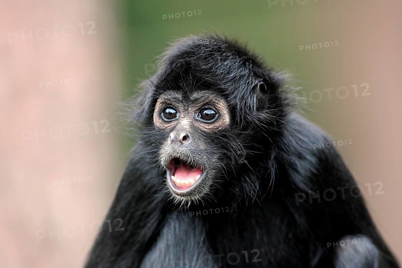 Black-headed Spider Monkey (Ateles fusciceps robustus)