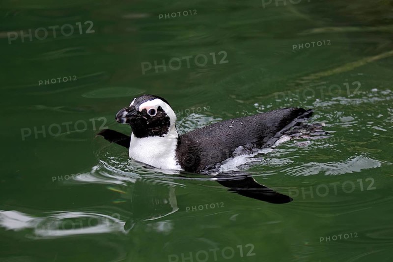 African Penguin