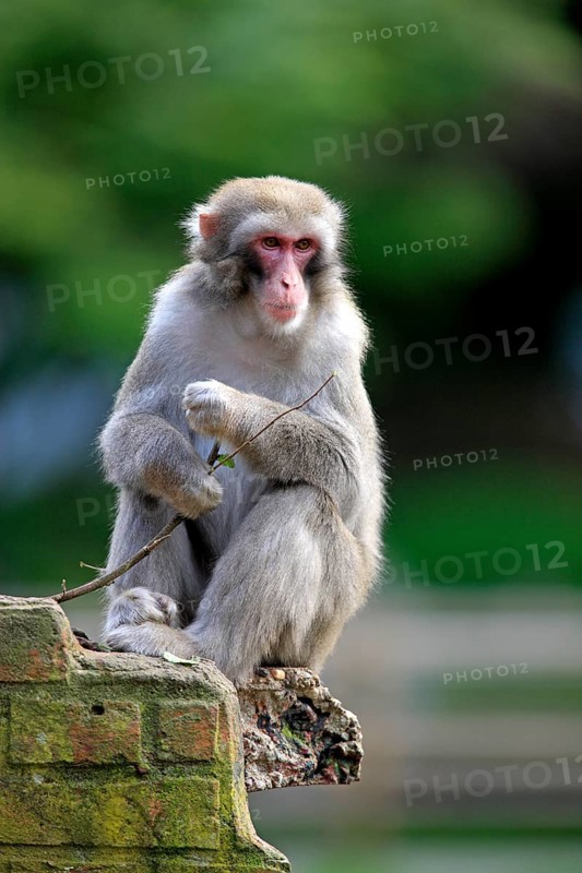 Japanese Macaque or Snow Monkey (Macaca fuscata)