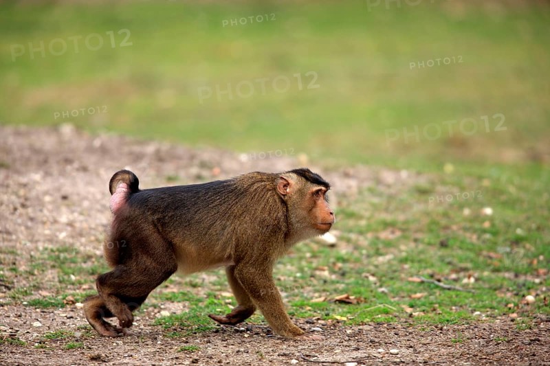 Southern Pig-tailed Macaque (Macaca nemestrina)
