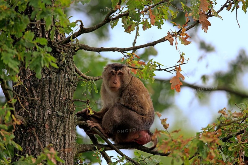 Southern Pig-tailed Macaque (Macaca nemestrina)