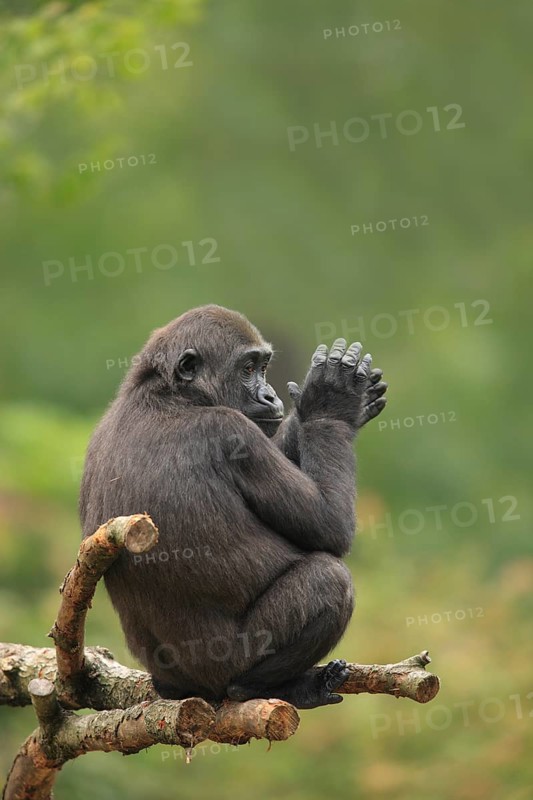 Western Lowland Gorilla (Gorilla gorilla gorilla)