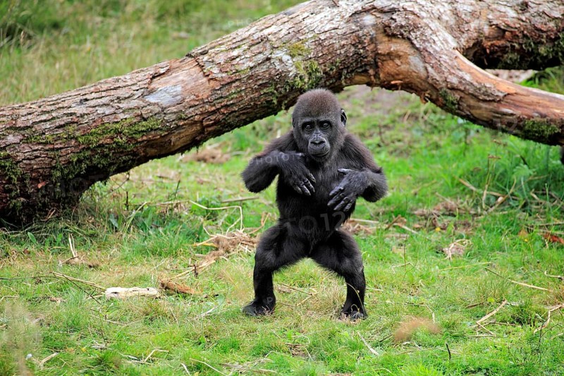 Western Lowland Gorilla (Gorilla gorilla gorilla)