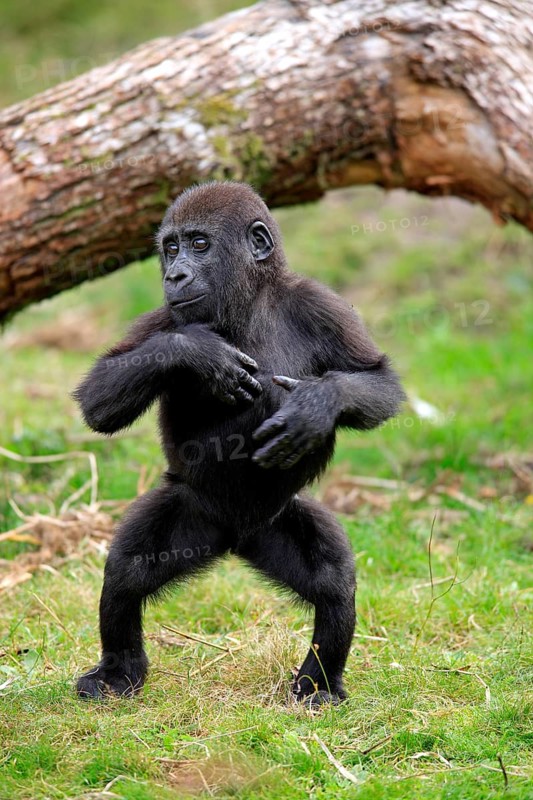 Western Lowland Gorilla (Gorilla gorilla gorilla)