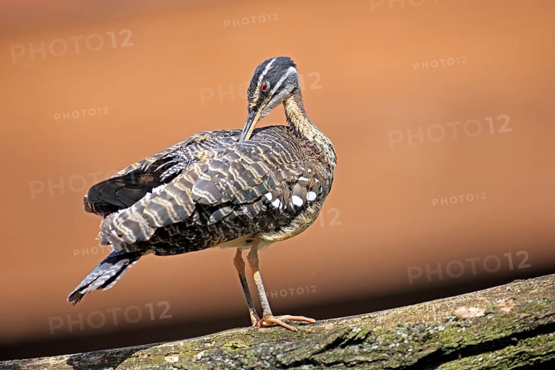 Sunbittern (Eurypyga helias)