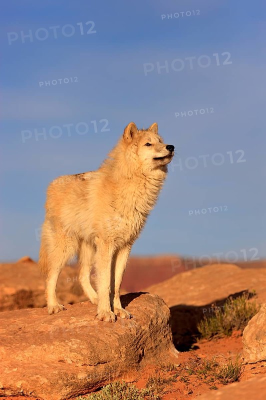 Wolf (Canis lupus)