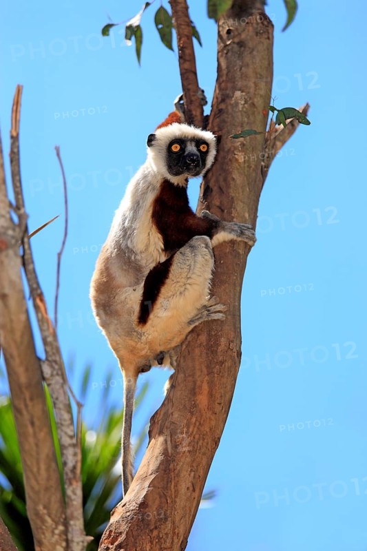 Coquerel's Sifaka (Propithecus coquereli)