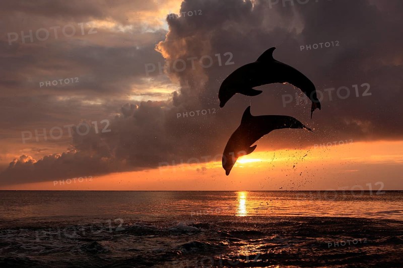 Bottlenose Dolphin (Tursiops truncatus)