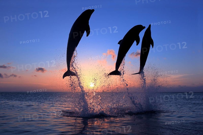 Bottlenose Dolphin (Tursiops truncatus)