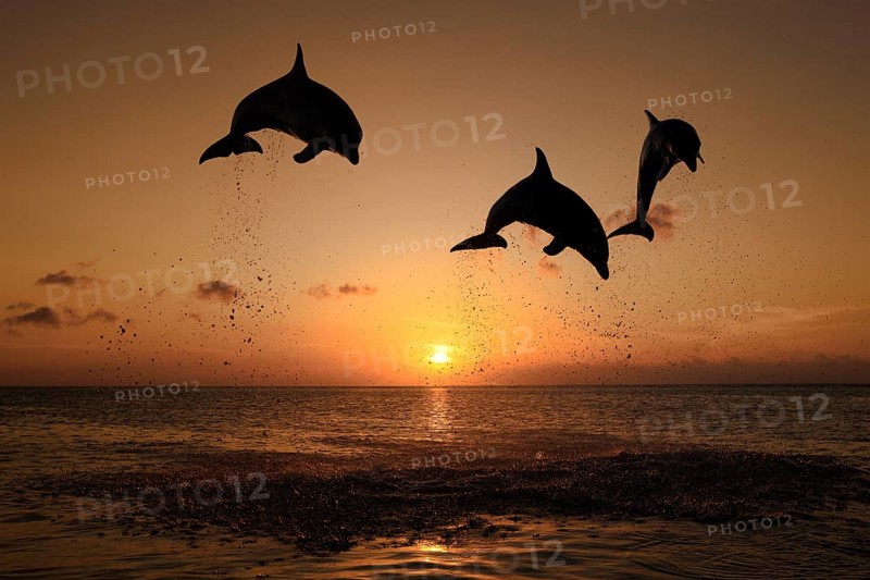 Bottlenose Dolphin (Tursiops truncatus)