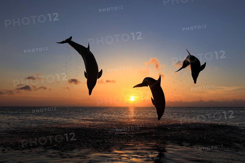 Bottlenose Dolphin (Tursiops truncatus)