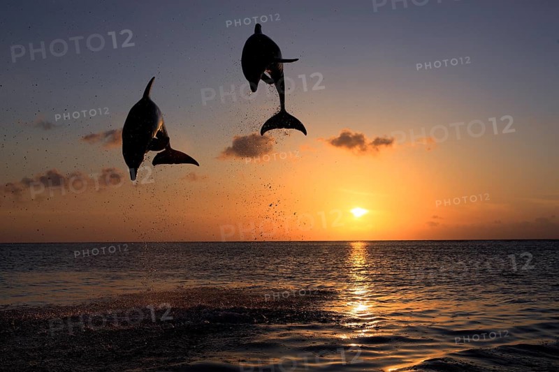 Bottlenose Dolphin (Tursiops truncatus)