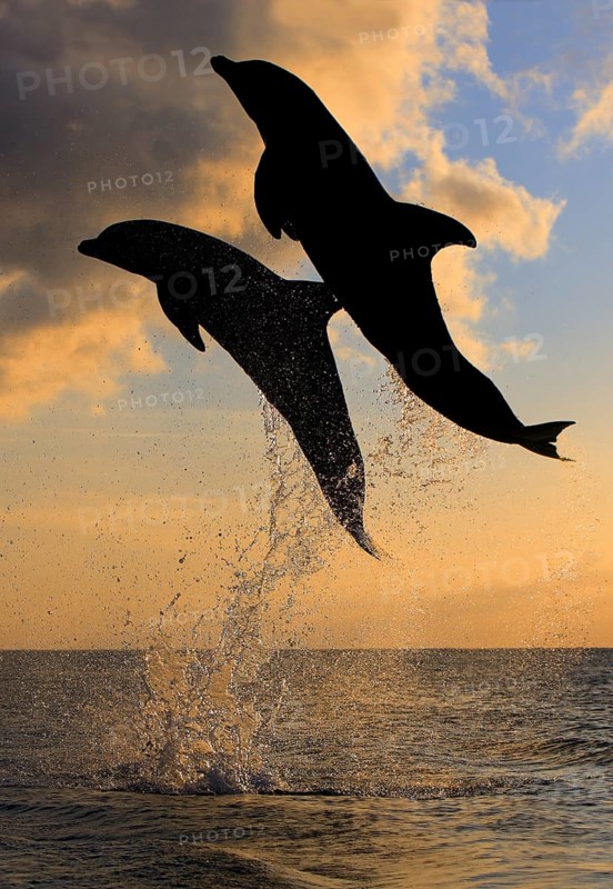 Bottlenose Dolphin (Tursiops truncatus)