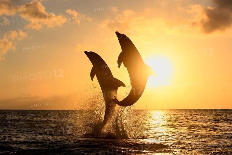 Bottlenose Dolphin (Tursiops truncatus)