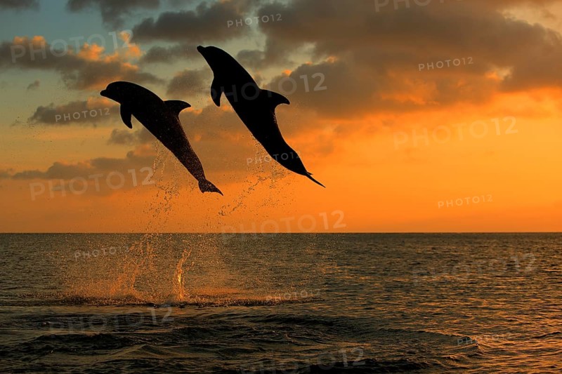 Bottlenose Dolphin (Tursiops truncatus)