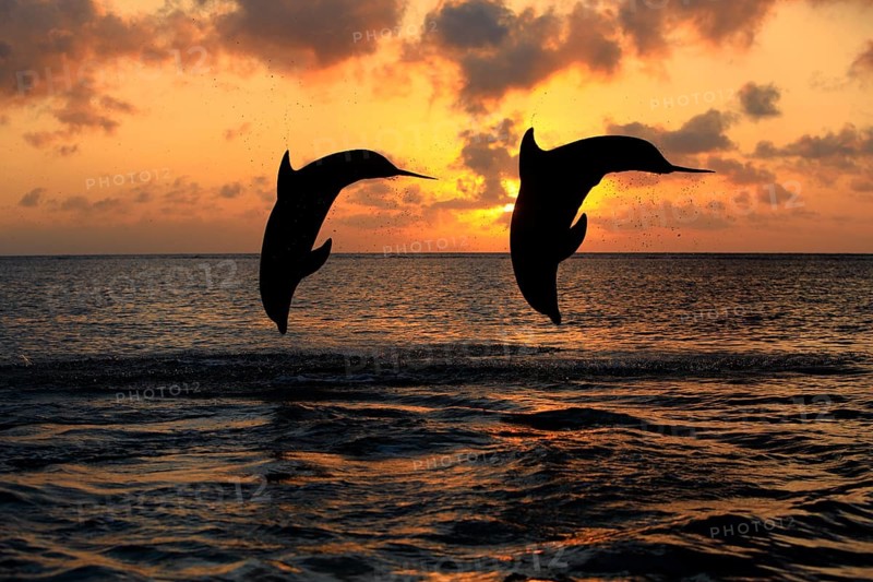 Bottlenose Dolphin (Tursiops truncatus)