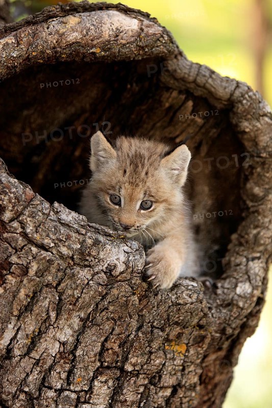 Canada Lynx (Lynx canadensis)