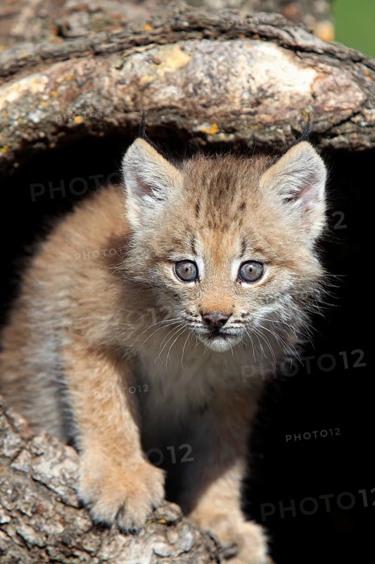Canada Lynx (Lynx canadensis)
