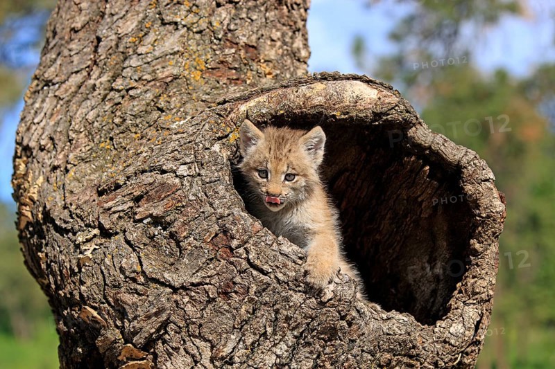 Canada Lynx (Lynx canadensis)