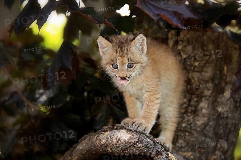 Canada Lynx (Lynx canadensis)