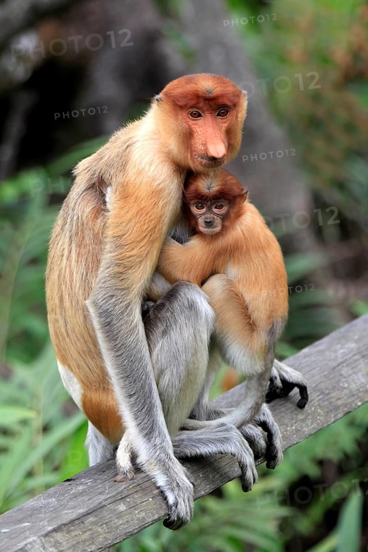 Proboscis Monkey (Nasalis larvatus)