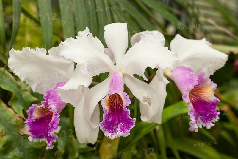 Cattleya Orchid (Cattleya)