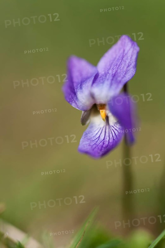 Sweet Violet or English Violet (Viola odorata)