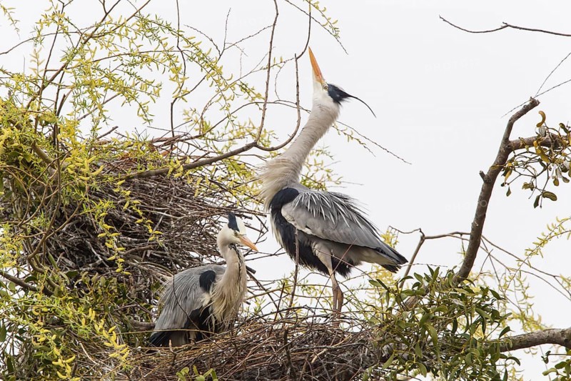 Grey Heron (Ardea cinerea)