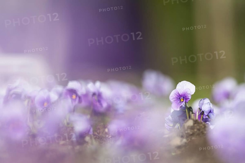 Garden Pansy (Viola wittrockiana)