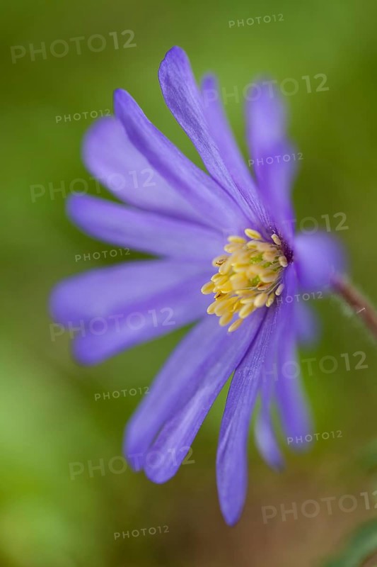 Blue Shades Windflower (Anemone blanda Blue Shades)