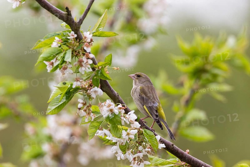 Greenfinch (Carduelis chloris)