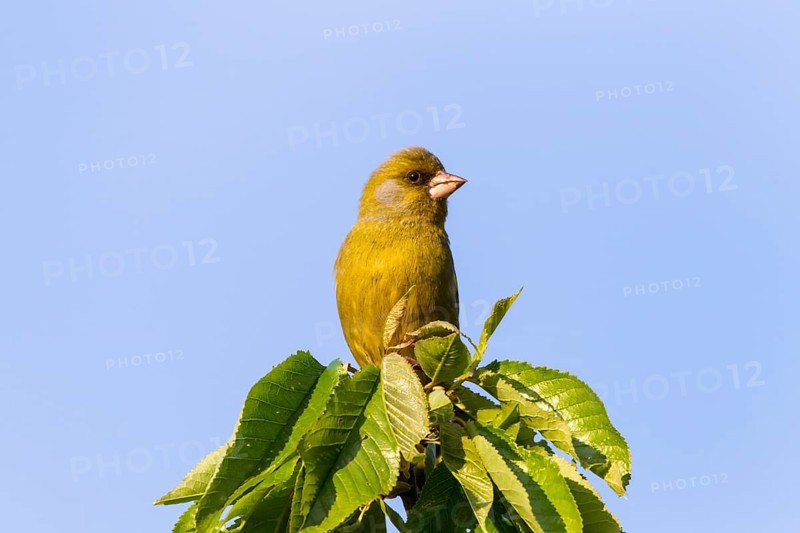 Greenfinch (Carduelis chloris)