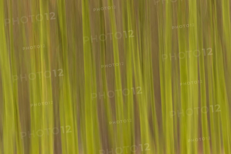 Row of trees with a blurred wipe effect