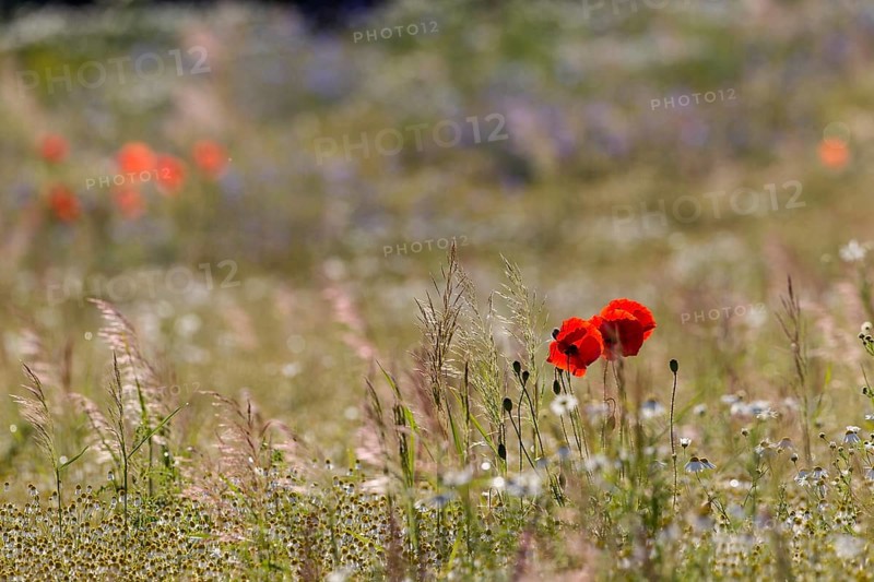 Corn Poppies (Papaver rhoeas)