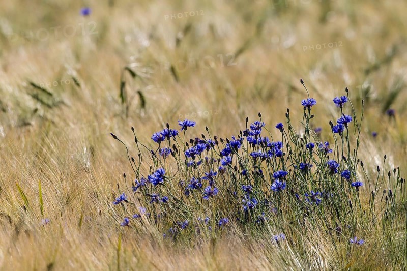 Cornflowers or Bachelor's Buttons (Centaurea cyanus)