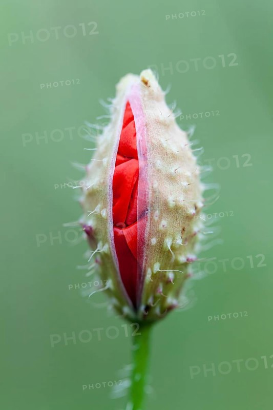 Corn Poppy (Papaver rhoeas)
