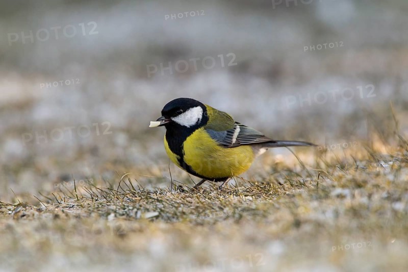 Great Tit (Parus major)