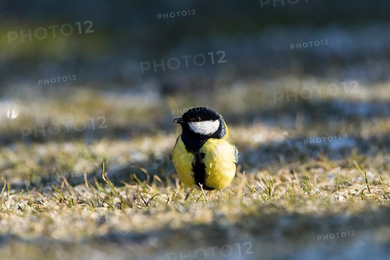 Great Tit (Parus major)