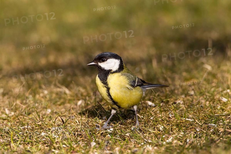 Great Tit (Parus major)