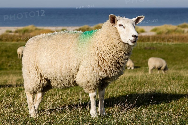 Sheep on a dyke