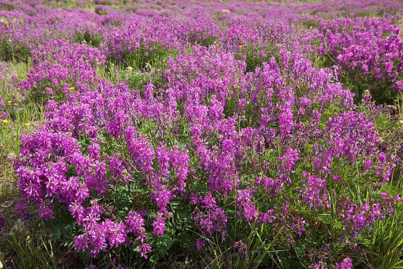 Blooming Broad-leaved willowherb (Epilobium montanum)