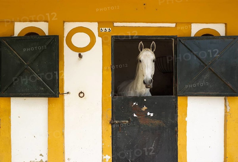 Mare in a stable during the Feria del Caballo