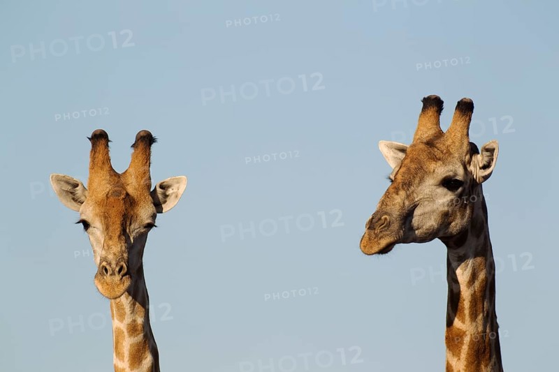 South African Giraffes (Giraffa camelopardalis Giraffa)