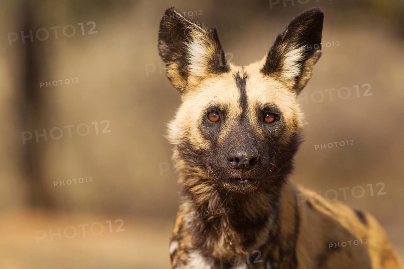 African Wild Dog (Lycaon pictus)