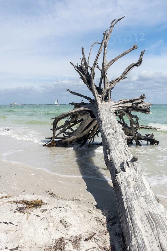Stranded tree on the beach
