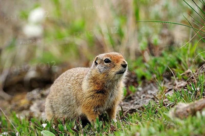 Arctic Ground Squirrel (Spermophilus parryii) foraging for food in the Arctic tundra